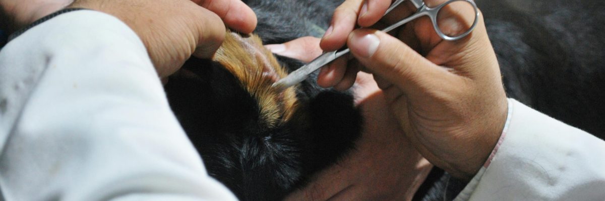 Veterinarian carefully examining a dog's ear during a routine check-up at a clinic.