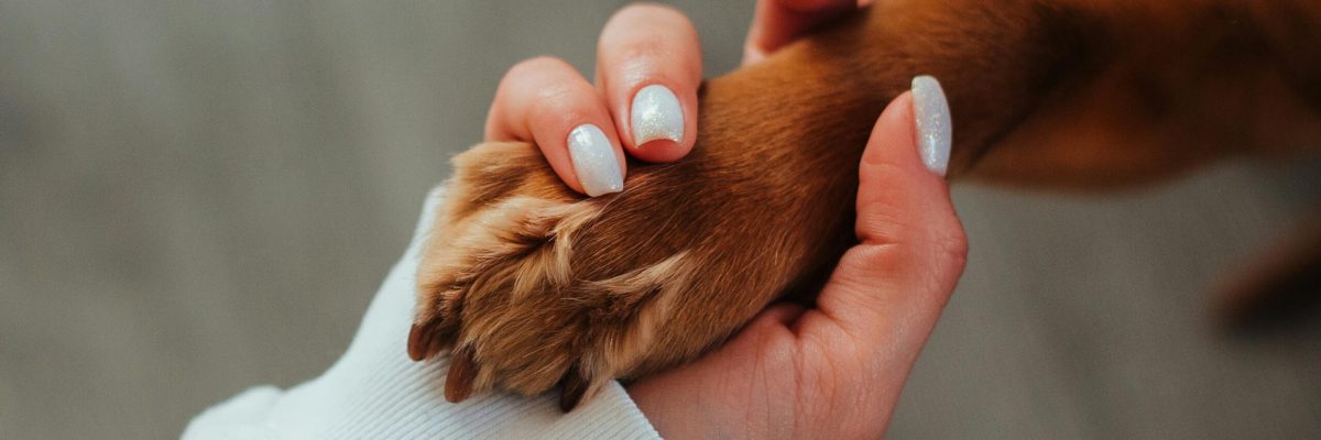 Close-up of a woman's hand holding a dog paw symbolizing trust and companionship.